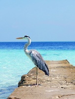 Maldives Indian Ocean 19